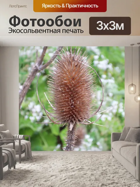 Фотообои Чертополох