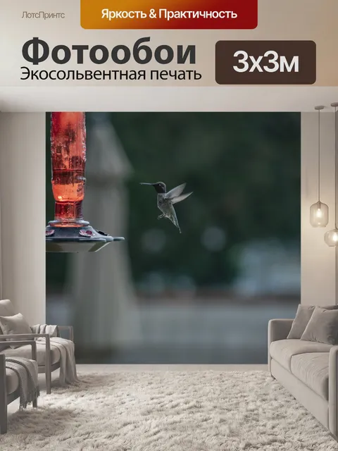 Фотообои Колибри в полете