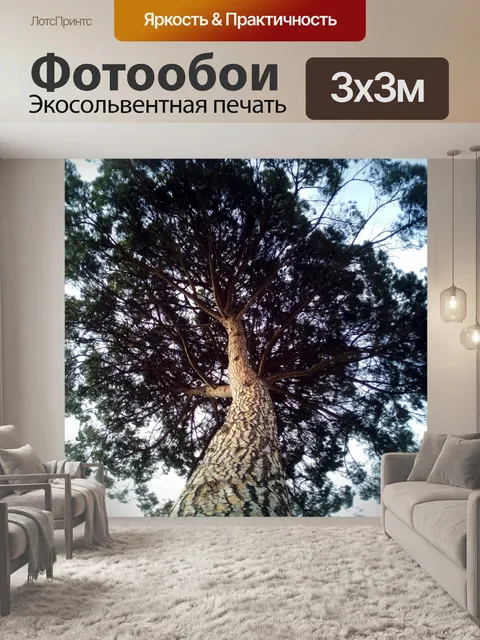 Фотообои Кедровая сосна