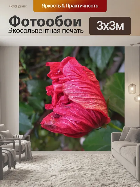 Фотообои полуоткрытый розовый гибискус