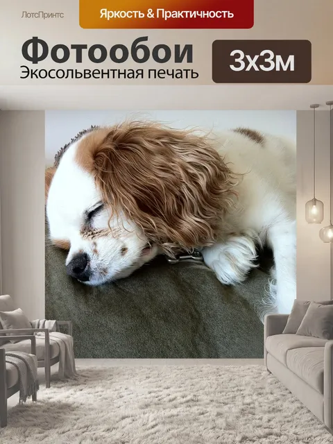 Фотообои Собака спит