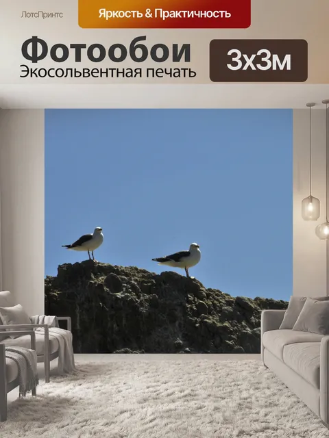 Фотообои Две чайки на скале