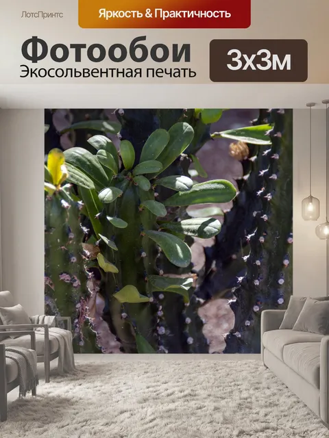 Фотообои Кактус