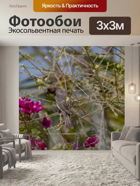 Фотообои зяблик птица