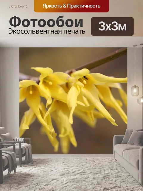 Фотообои Форсайтия