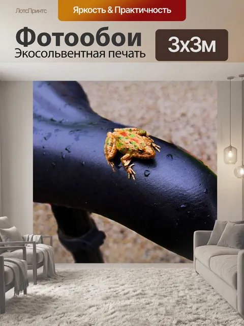 Фотообои лягушка на сиденье