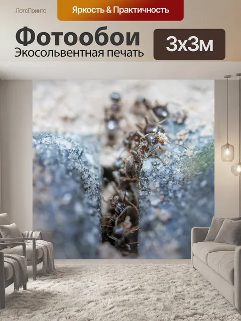 Фотообои Муравьи