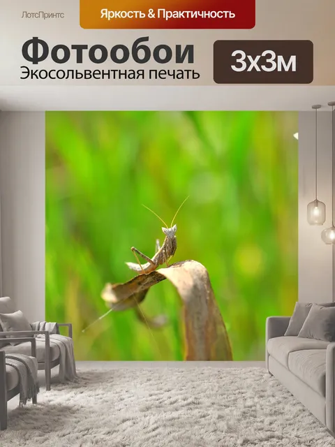 Фотообои Богомол