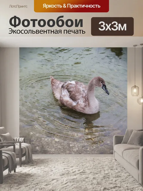 Фотообои Лебедь