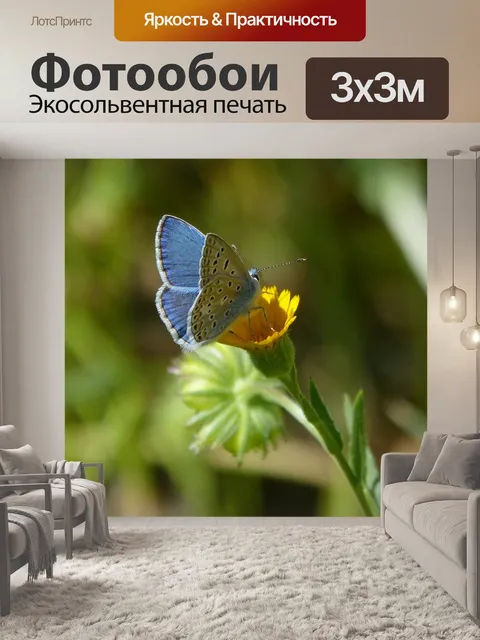 Фотообои Псевдофилоты паноптес