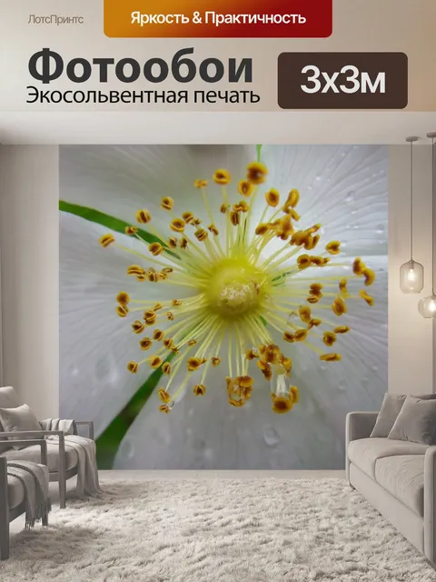 Фотообои Цветок