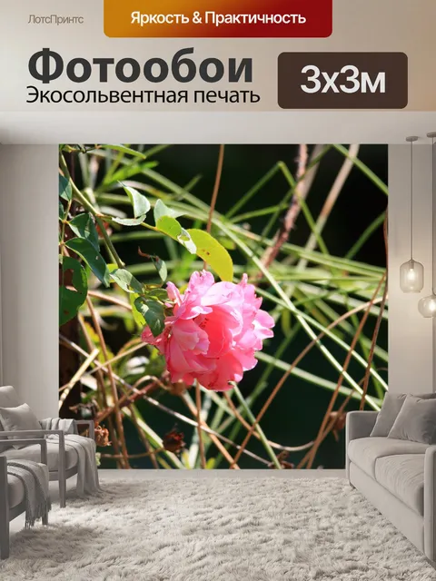 Фотообои нежно-розовый розы