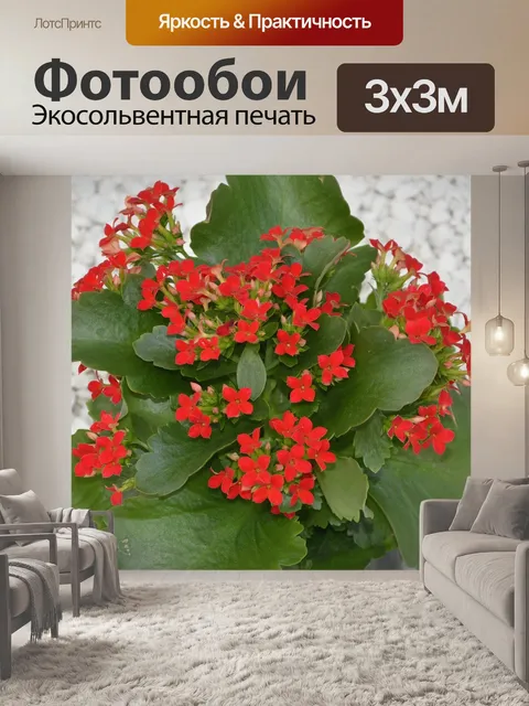 Фотообои Цветы