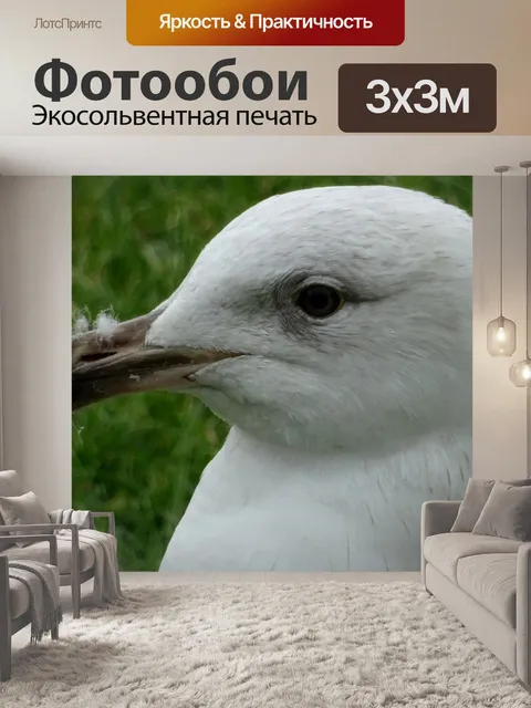 Фотообои Чайки вверх