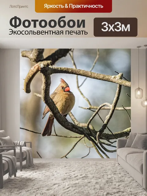 Фотообои Северный кардинал