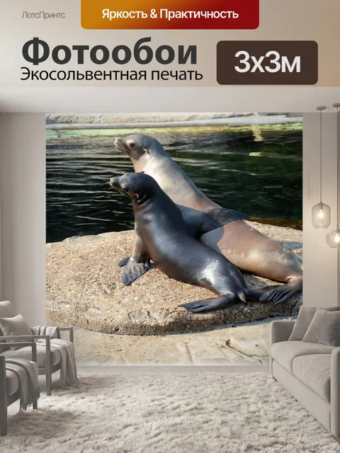 Фотообои Морские львы 4
