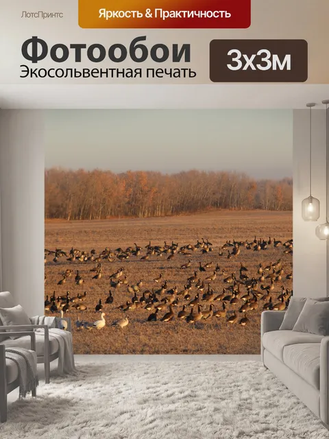 Фотообои Поле, полное канадских гусей