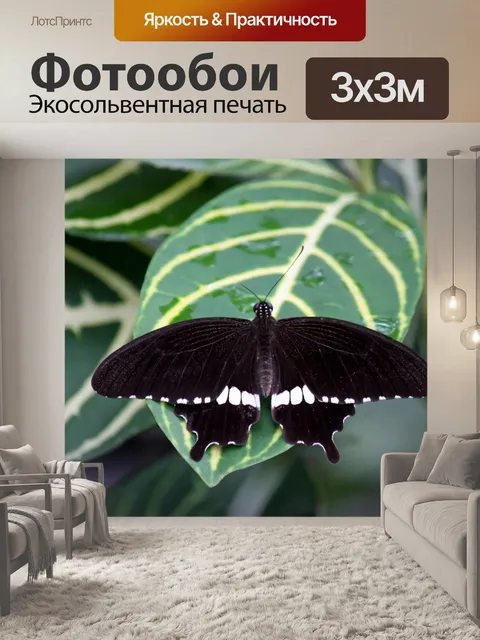 Фотообои черно-белая бабочка