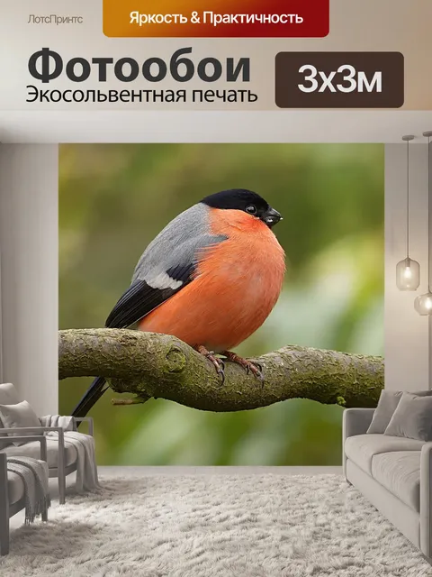 Фотообои Снегирь