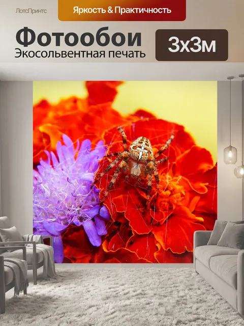 Фотообои Крестоносец садовый