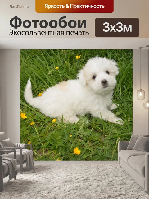 Фотообои Котон де Тулер