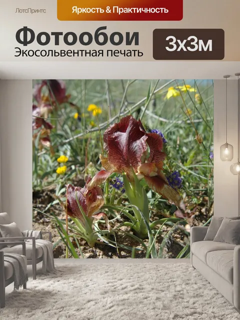 Фотообои Дикий ирис