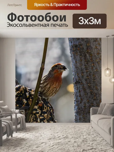 Фотообои Дом Финч с семенами