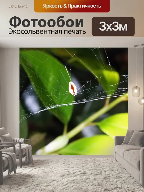 Фотообои паутина с листом, пойманным на солнце