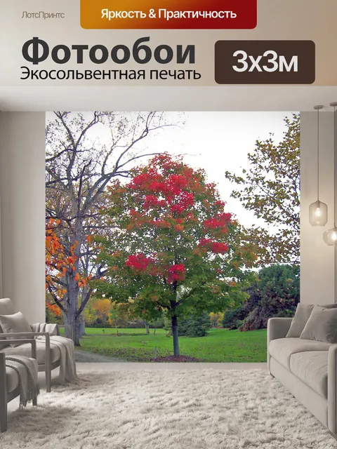 Фотообои Осенние деревья