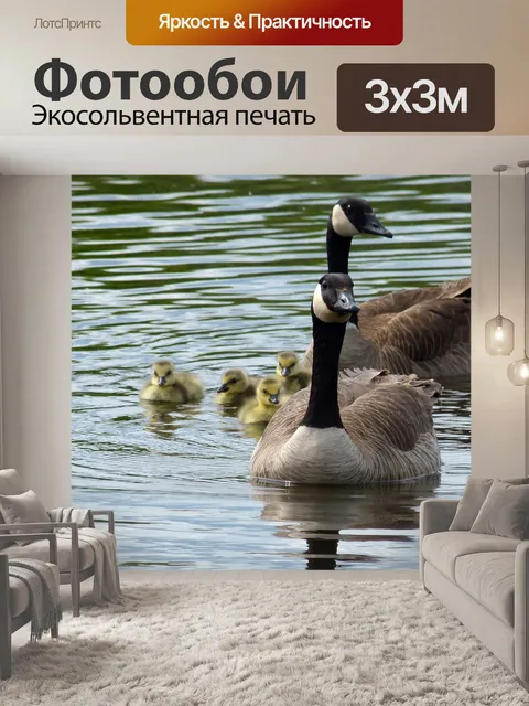 Фотообои Канадские гуси