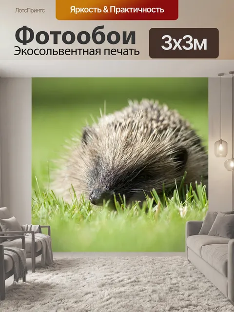 Фотообои Еж