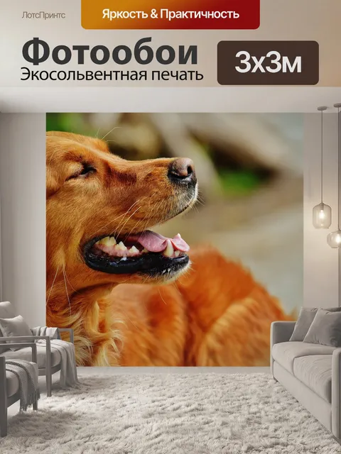 Фотообои Ирландский сеттер