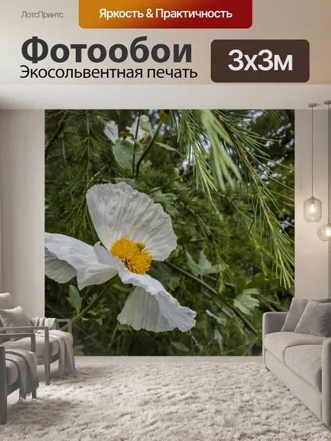 Фотообои Матилия Мак Макро