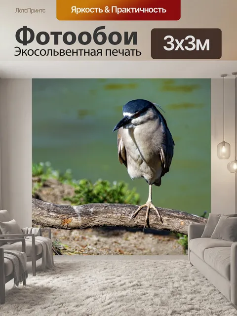 Фотообои Ночная цапля