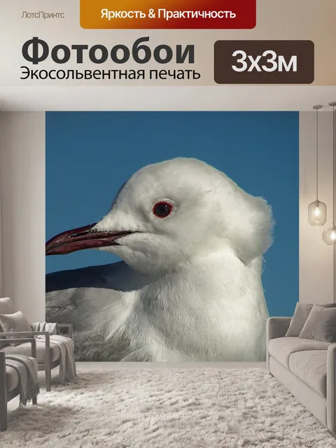 Фотообои Южной африки чайка
