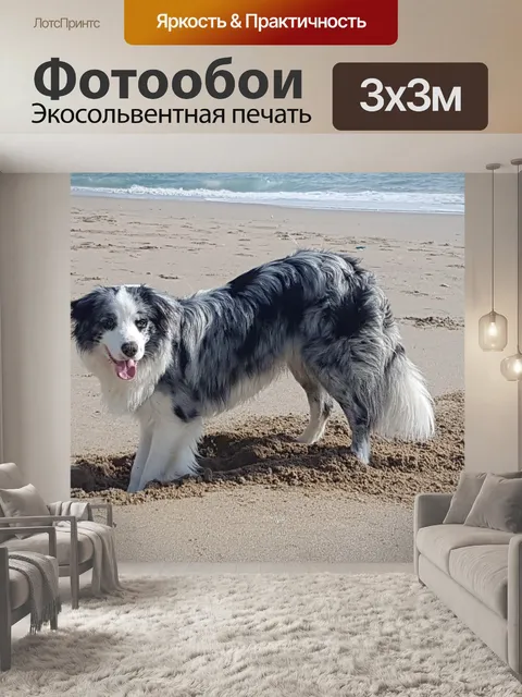 Фотообои Колли