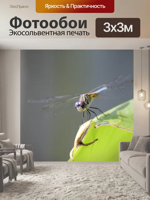 Фотообои Dragonfly2