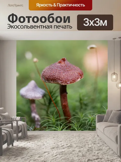 Фотообои Грибы