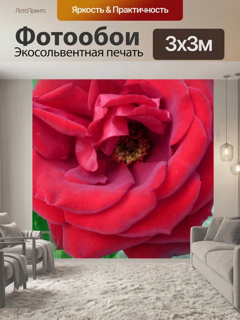 Фотообои Красная роза