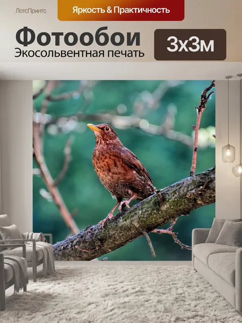Фотообои Птица