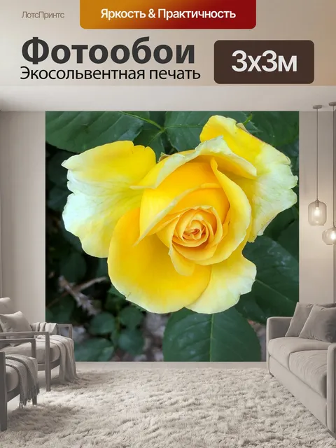 Фотообои Желтый бутон розы
