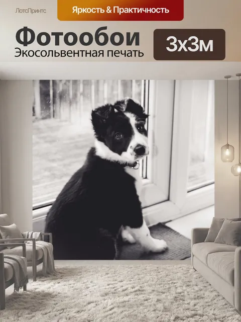Фотообои Пограничный колли щенка