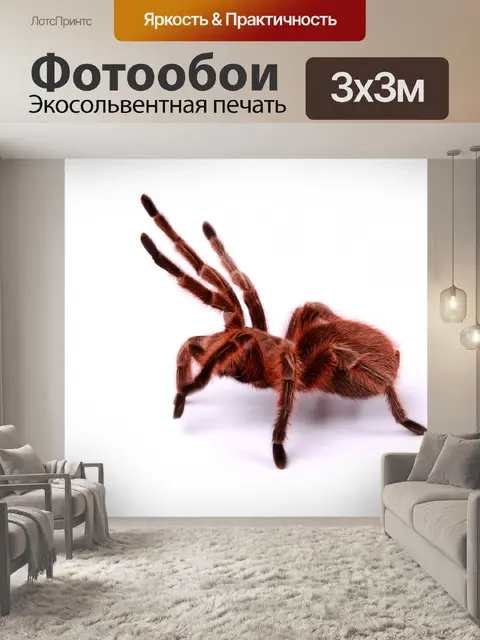 Фотообои Тарантул паук на белом фоне