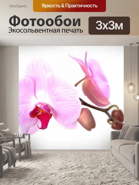 Фотообои Орхидея - Цветок