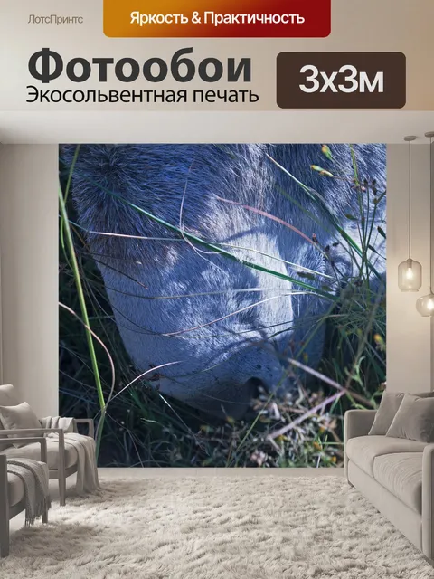 Фотообои близкий вид морды серого осла