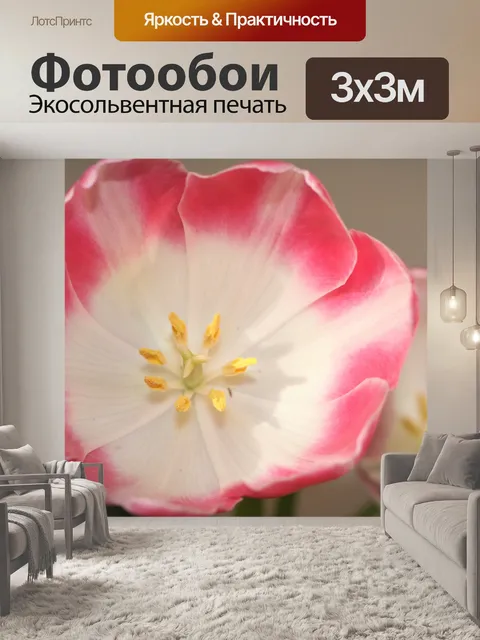 Фотообои Розовый и белый тюльпан вид сверху