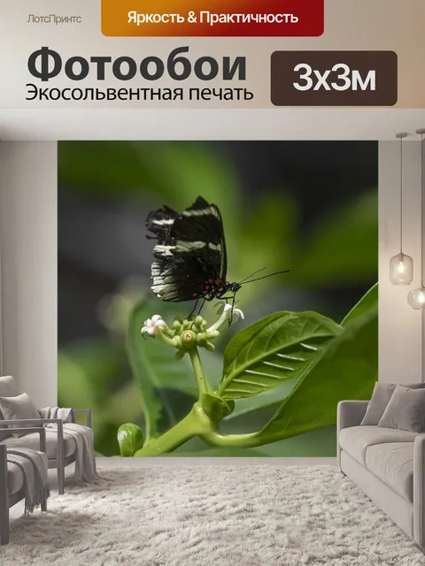 Фотообои Черная мормонская бабочка