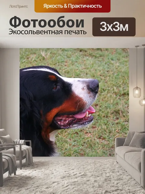 Фотообои профиль крупной бирманской собаки