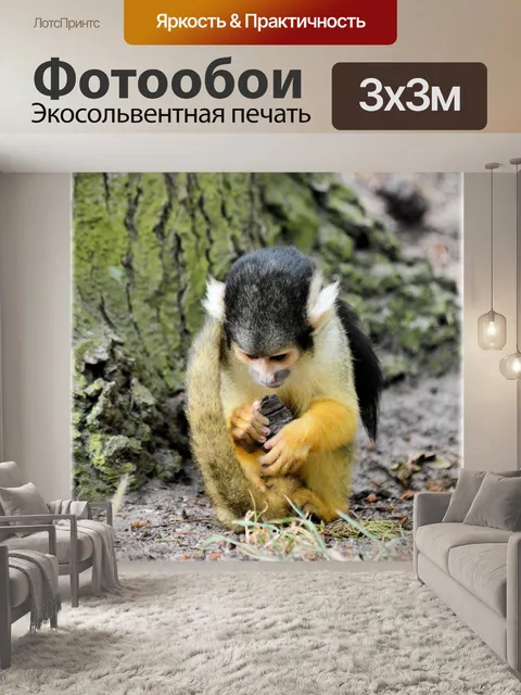 Фотообои Беличьих обезьян 3