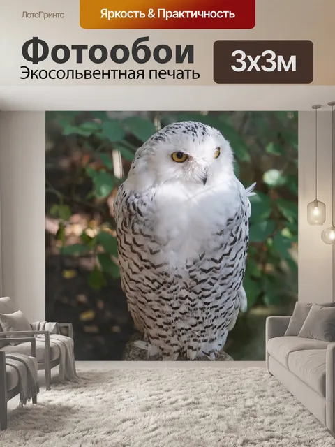 Фотообои Сова